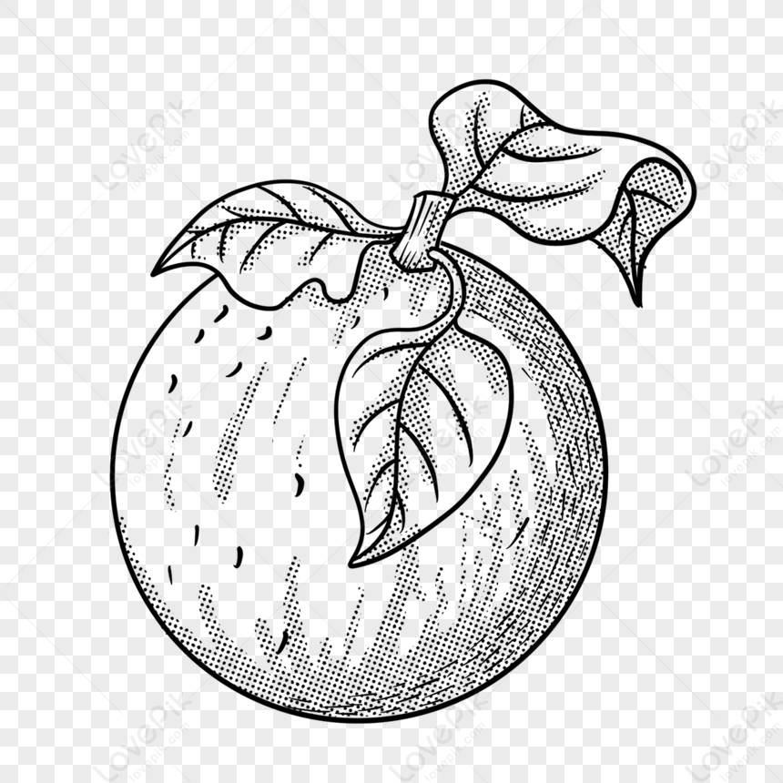 Dotted Line Leaf Fruit Orange Clipart Black And White,fruit Drawing ...