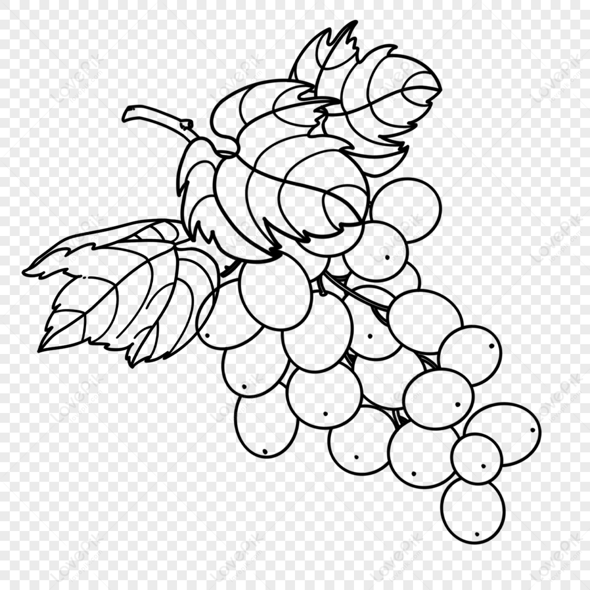 grape vine leaf cartoon vector illustration