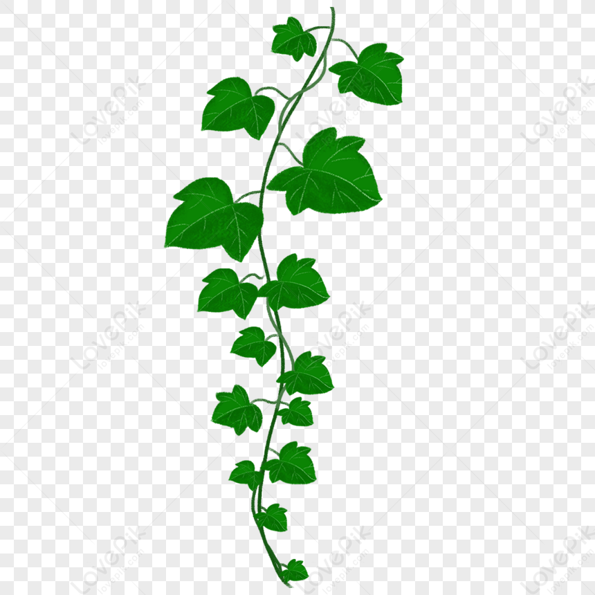 Green Branches Leaves Ivy Clipart,branches And Leaves,leaf,tree Vine ...