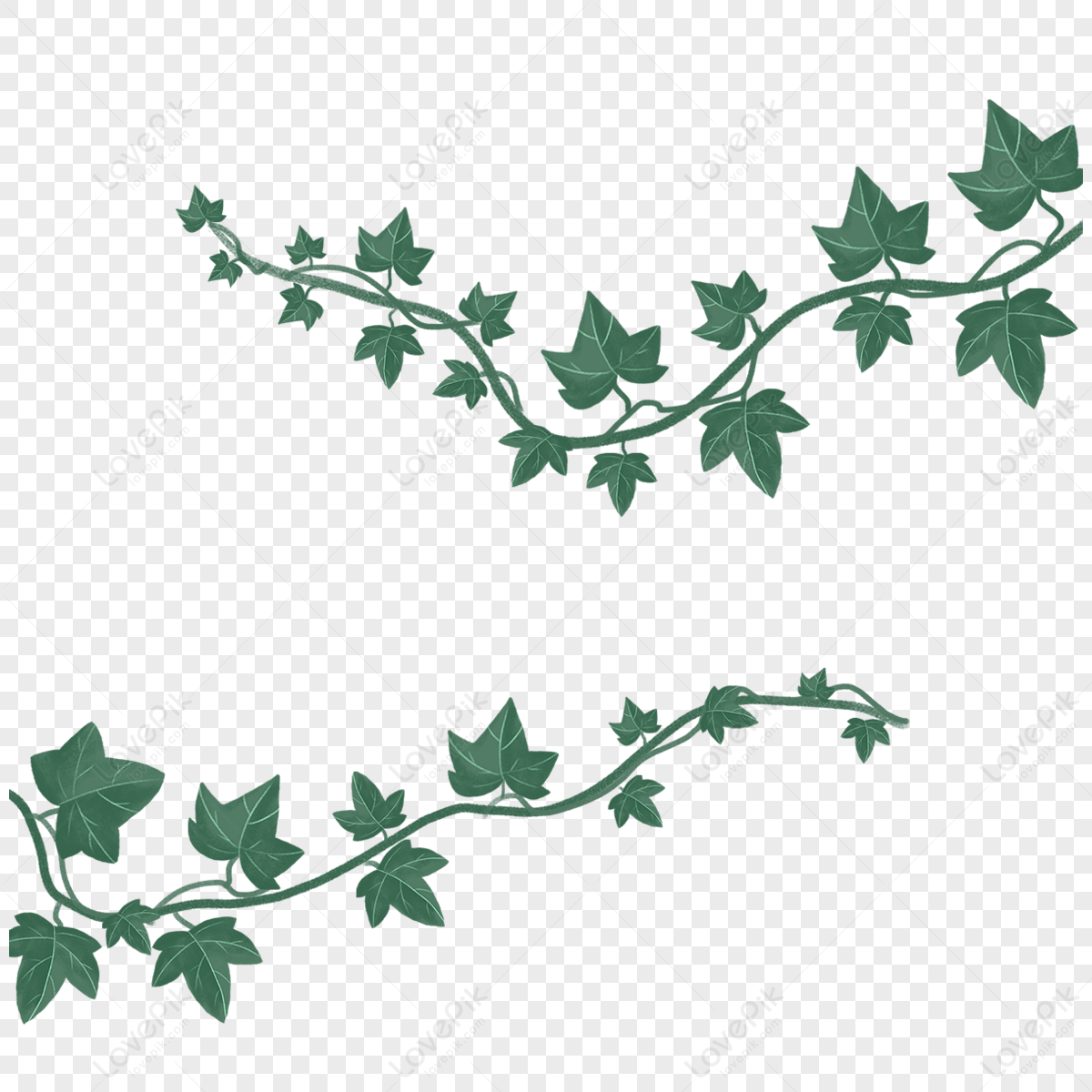 Ivy leaves clipart. Free download transparent .PNG