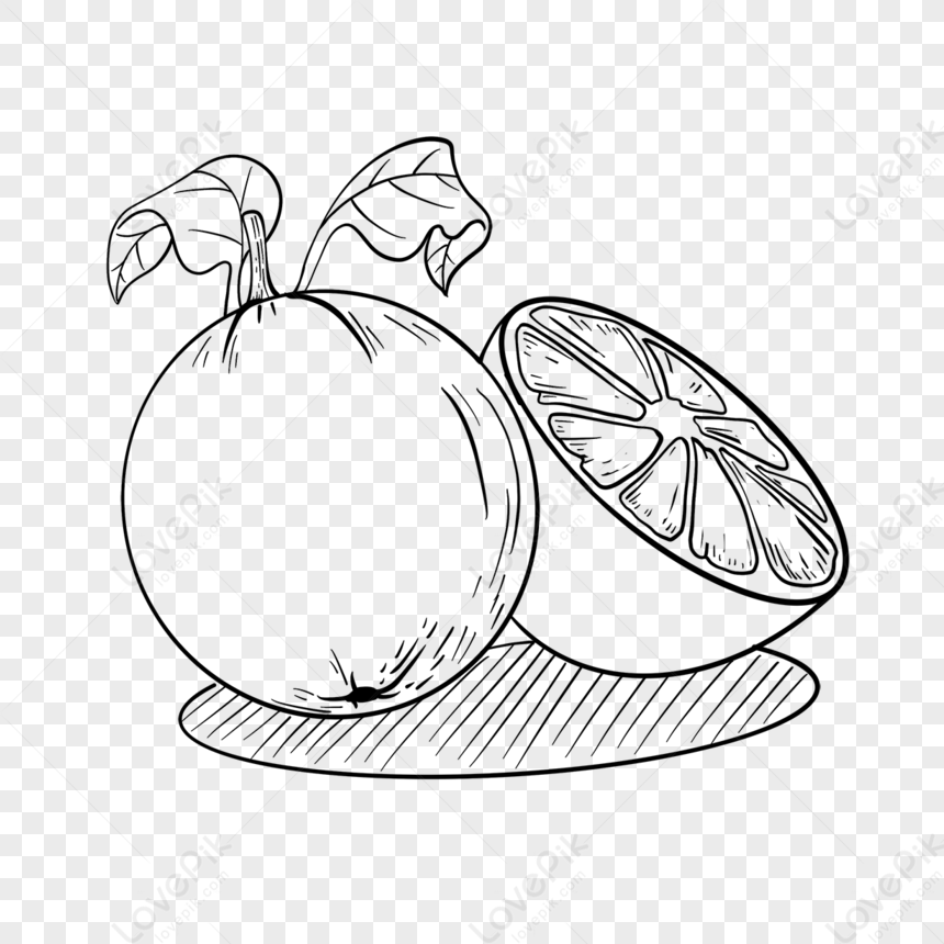 Integrate Halved Fruit Oranges Clipart Black And White,fruit Drawing ...