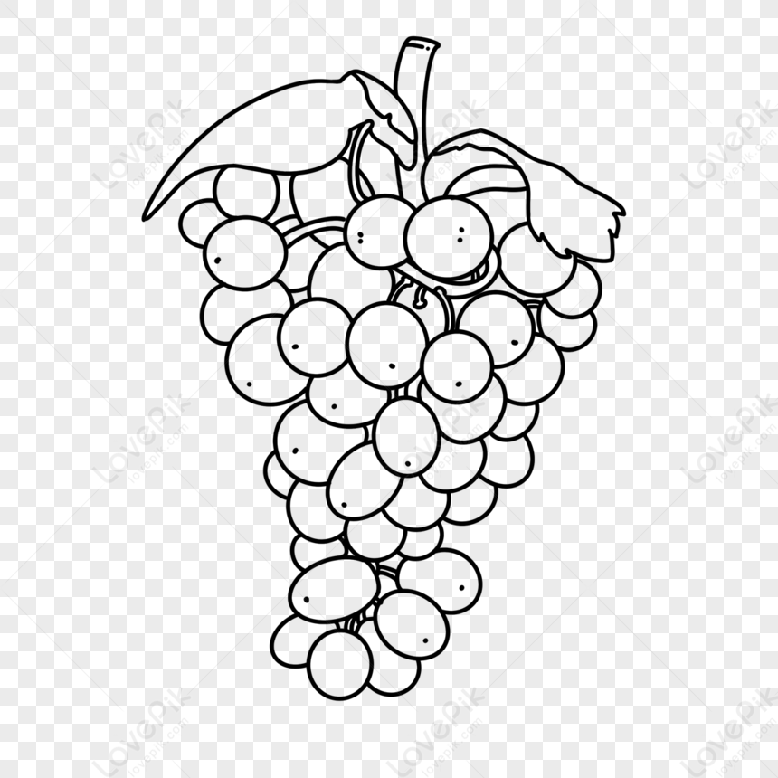 Bunch of Grapes Pen & Ink Drawing - Etsy