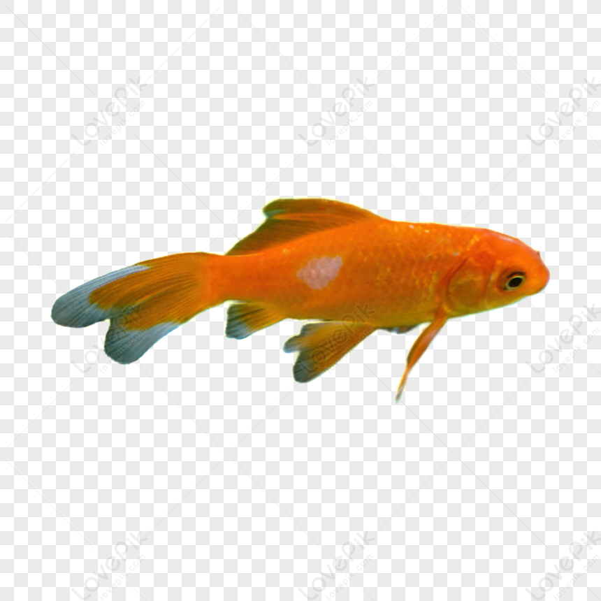 Le Poisson Est Un Animal Marin PNG , Poisson, Mer, Océan Image PNG pour le  téléchargement libre