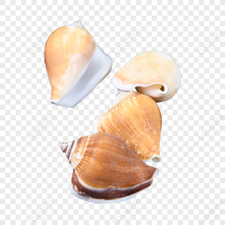 Photography Picture Summer Beach Conch,anime,shellfish,summer Pictures ...