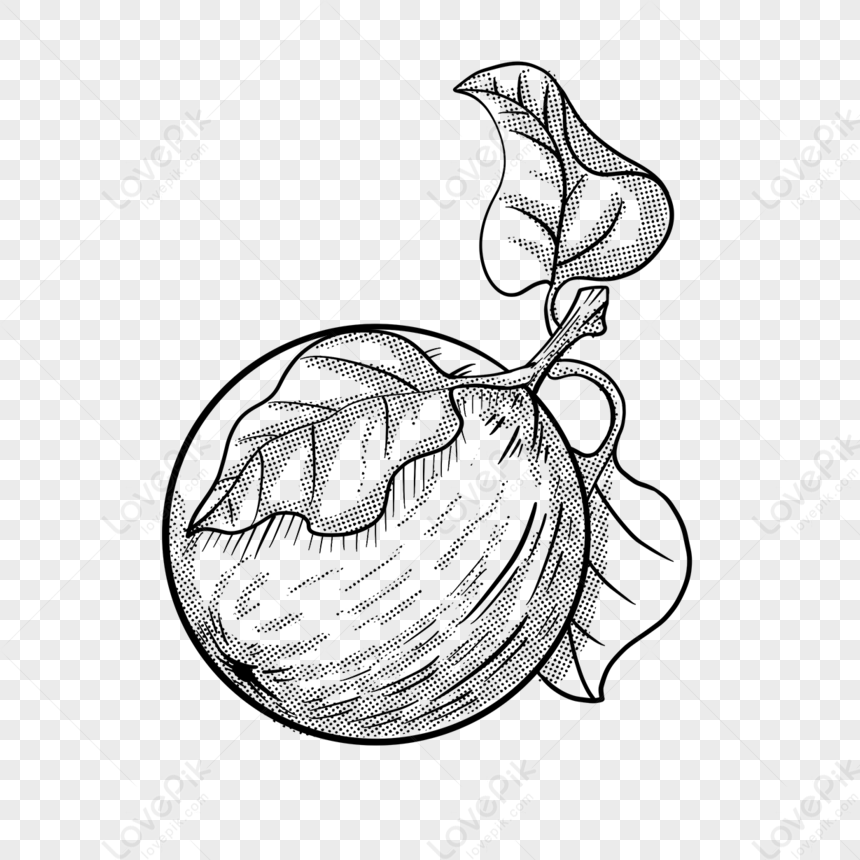 Set of realistic apple sketch fruit food Vector Image