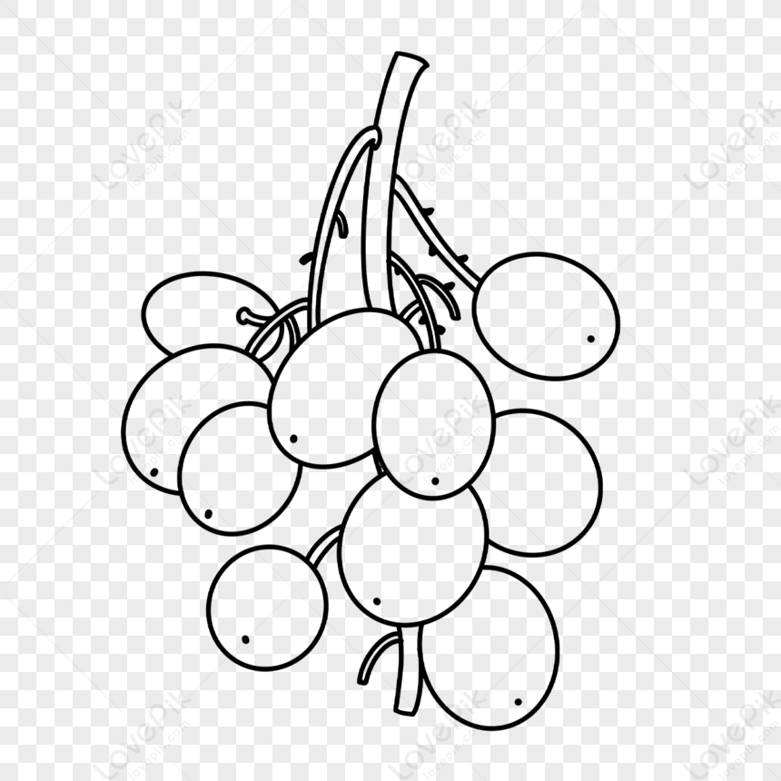 Один виноград картинки черный и белый,виноград,черный виноград  изображение_Фото номер 380261271_PSD Формат изображения_ru.lovepik.com