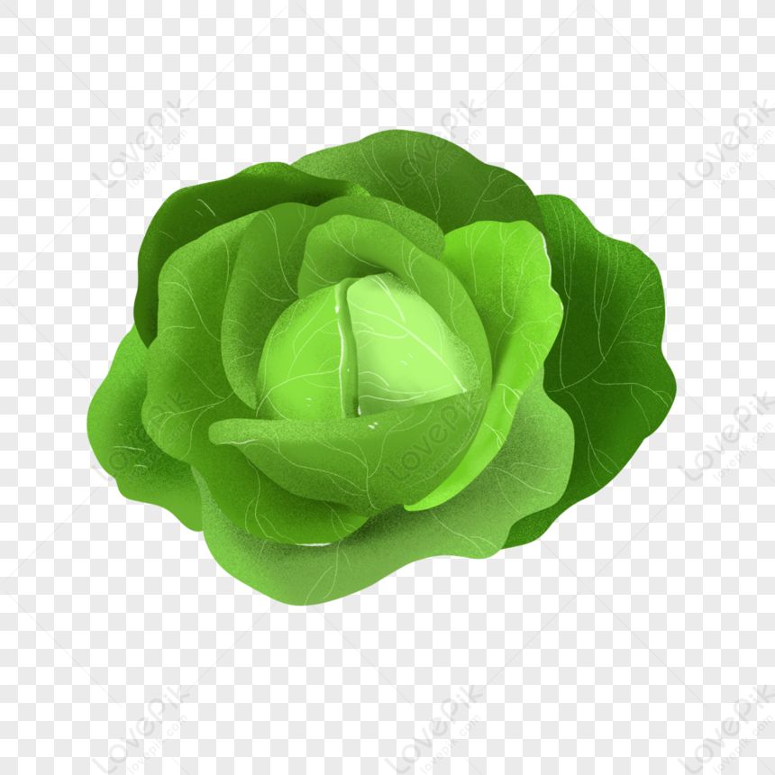 Dark Green Plump Cabbage Clip Art,multipetal Cabbage,green Vegetables ...