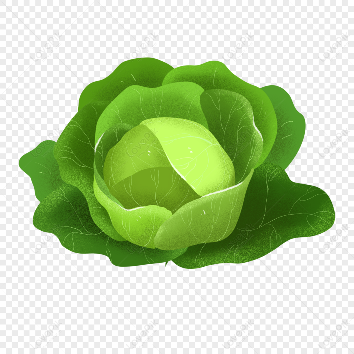 Dark Green Plump Multipetal Cabbage Clipart,green Vegetables,vegetables ...