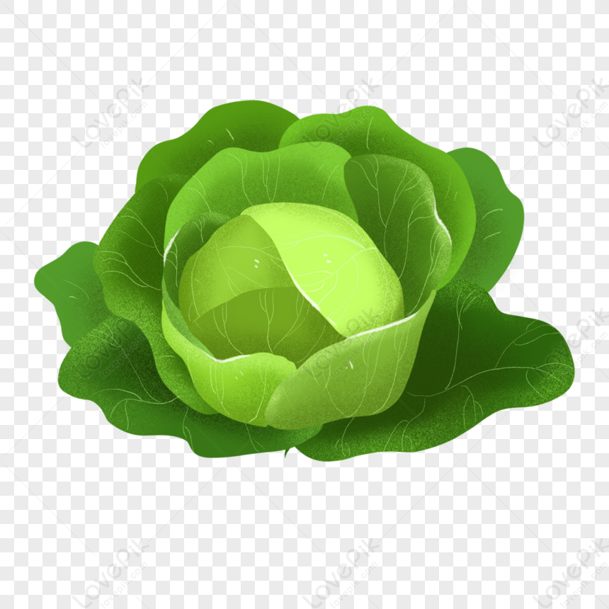 Dark Green Plump Multipetal Cabbage Clipart,green Vegetables,vegetables 