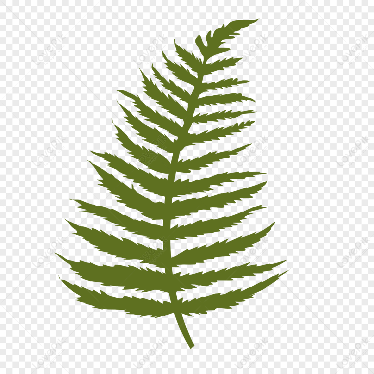 Fern Pattern Clip Art,leucaena Leucocephala,boswellia Serrata,ferns PNG ...