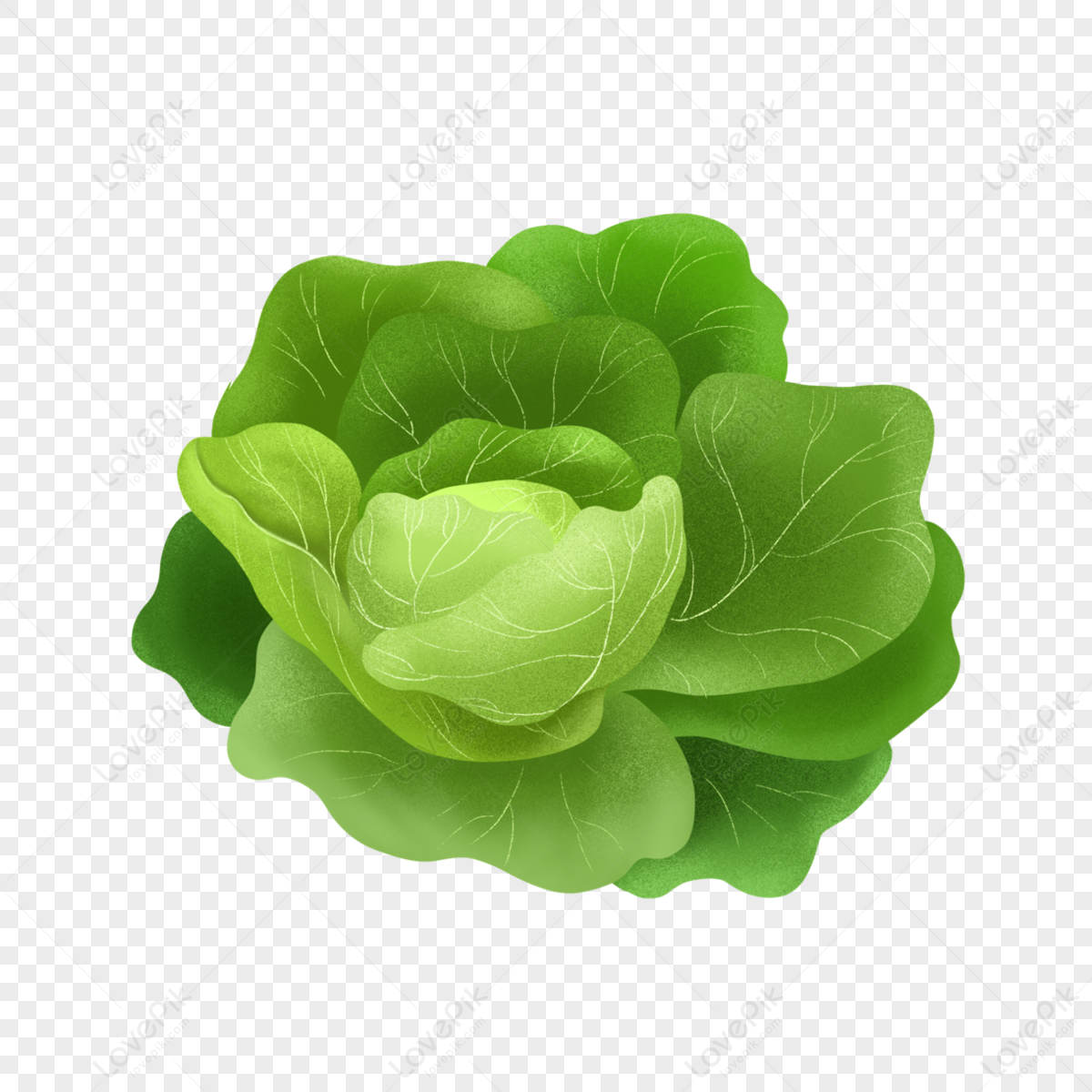 Green Cabbage Multipetal Clip Art,vegetables,light Green Cabbage,green ...