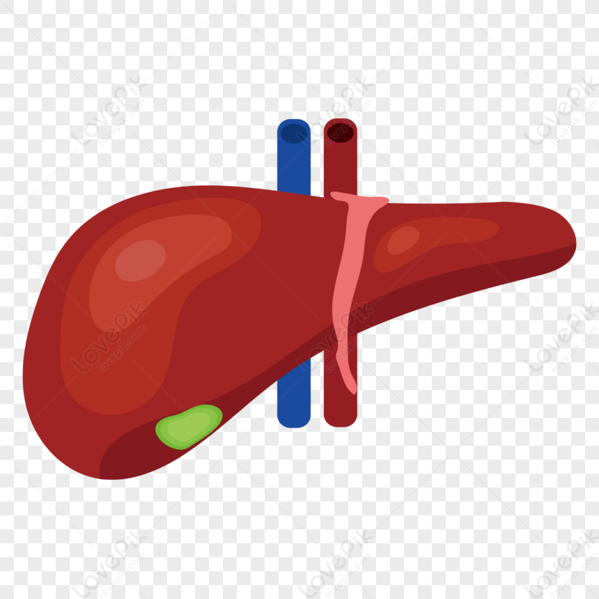 Large Vessel Stereo Liver Clip Art,reddish Brown,blood Vessel PNG ...