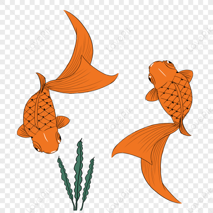 Two Cartoon Style Goldfish Clipart,big Tail,long Fins,red Orange PNG ...