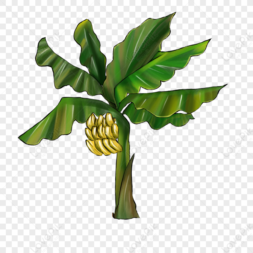 Vector tropical banana tree clip art. Jungle foliage illustration. Hand  drawn home exotic plant isolated on white background. Bright realistic  illustration. Stock Vector | Adobe Stock
