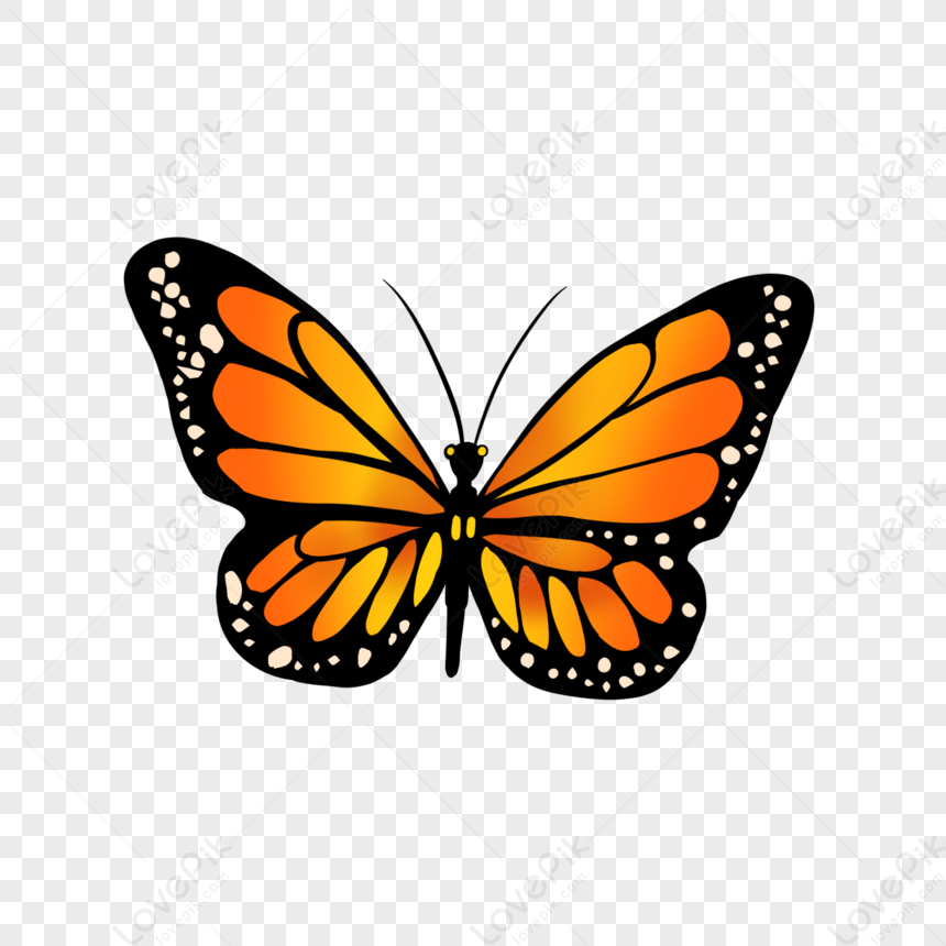 imágenes prediseñadas de mariposa naranja