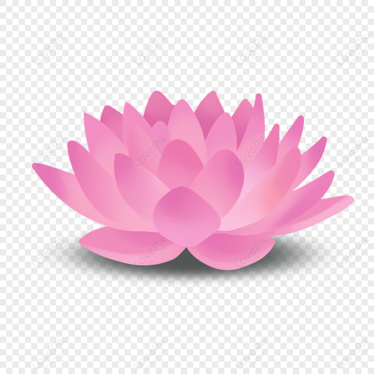 Photo. <b>blooming</b> <b>lotus</b>. <b>bloom</b> white. watercolor <b>blooming</b>. botanical <b>bloom</b>. p...