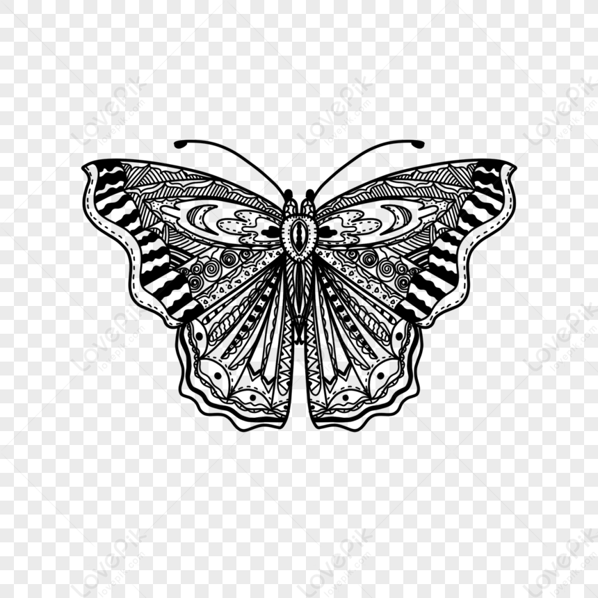 Bí quyết Vẽ cách điệu con bướm đơn giản Dành cho người mới bắt đầu