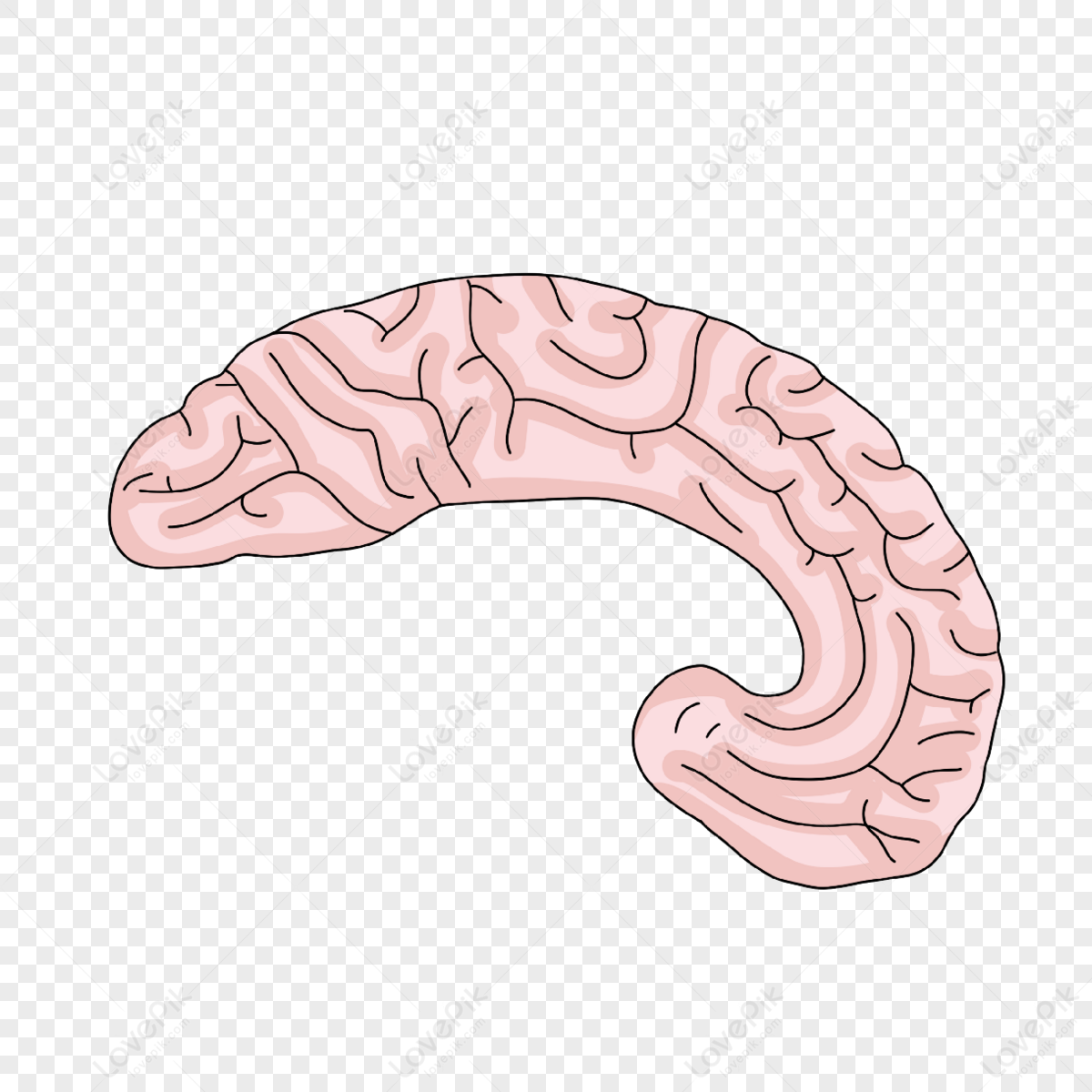 человеческое лицо сбоку PNG изображения с прозрачным фоном | Скачать  бесплатно на Lovepik.com