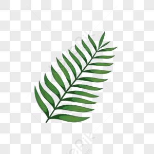 Palm Leaf, Palm Trees, Leaves, Palm Leaves PNG Transparent Background ...