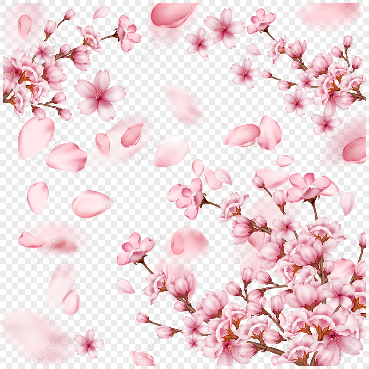 Spring Border Cherry Blossom