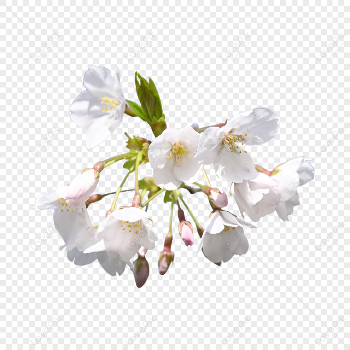 White Cherry Blossoms PNG Images With Transparent Background