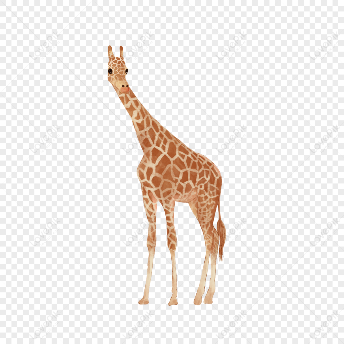 Giraffe watercolor cute animal halo,bloom,long neck,blooming free png