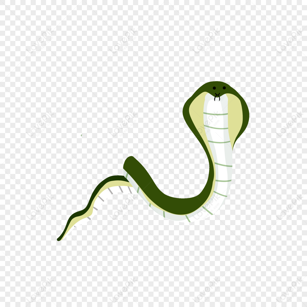 Indian Wet Beauty White Belly Snake,customer,cartoon Clip Art PNG ...