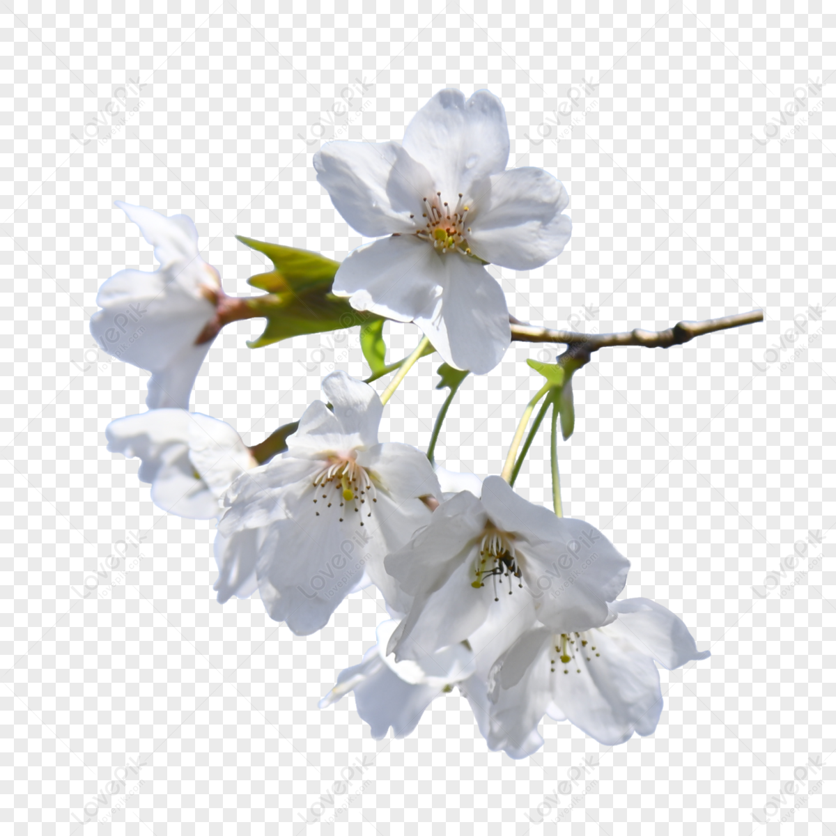 Close Up of a White Flower | Android wallpaper blue, Android wallpaper art, White  flower wallpaper