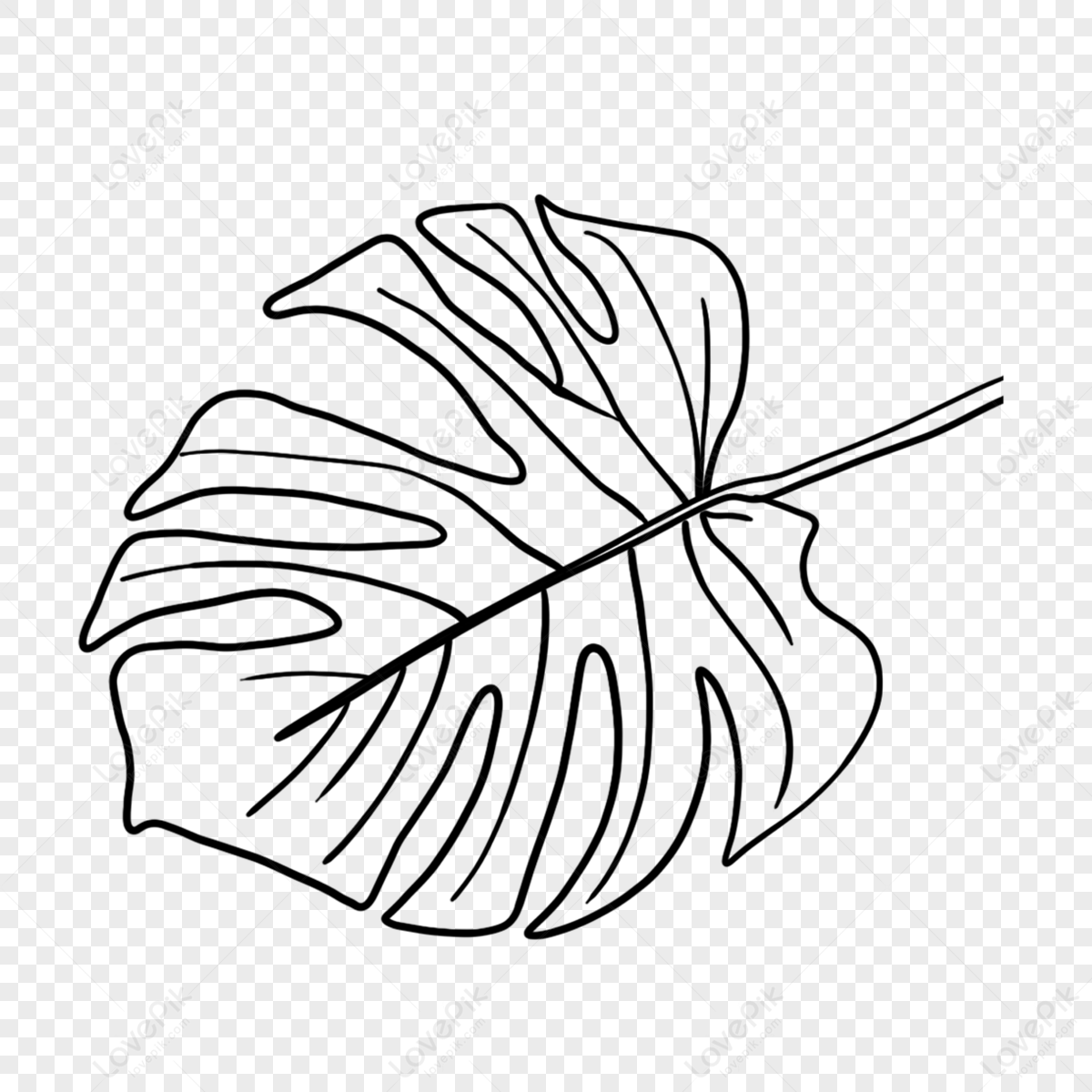 Wide Large Blade Line Manuscript Tropical Plant Flower,sketch Flower ...