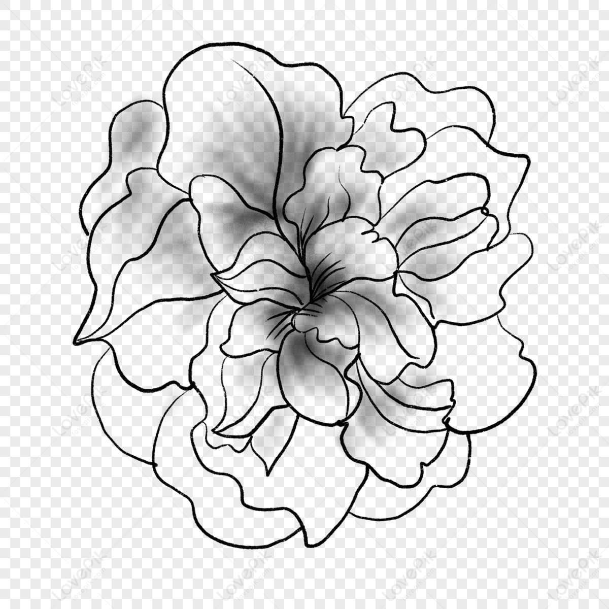 Drawing Flower Watercolor Black White - Flowers Black And White Drawing, HD  Png Download , Transparent Png Image - PNGitem