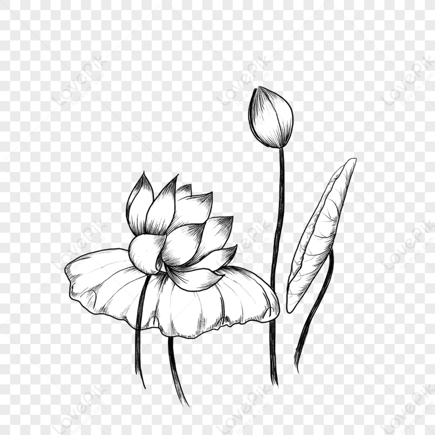 Photo de Sketch Noir Et Blanc Lotus Fleur De Lotus pic e Feuille