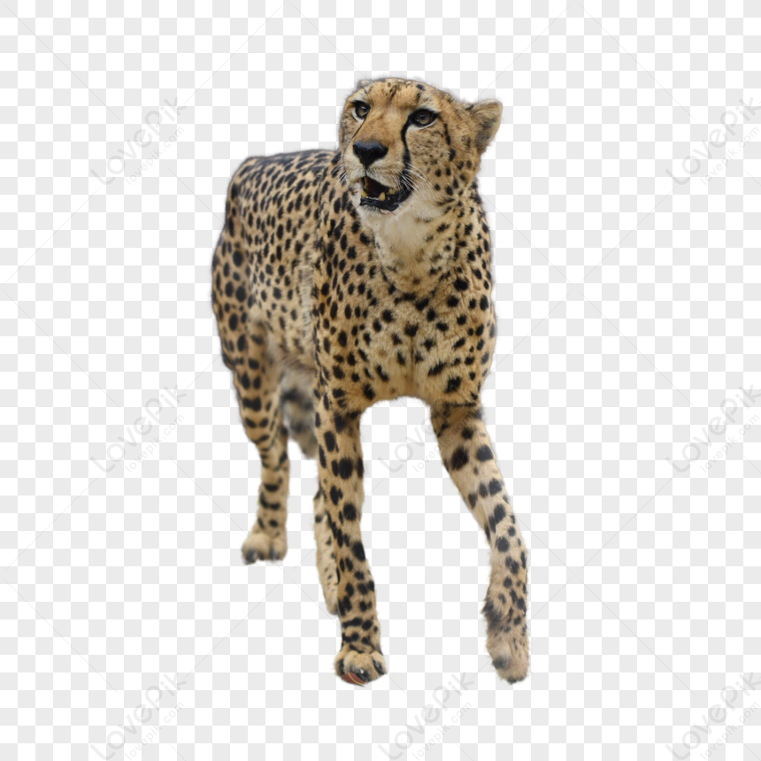 a cute little African Leopard in Disney cartoon style. Generative AI  32876307 Stock Photo at Vecteezy