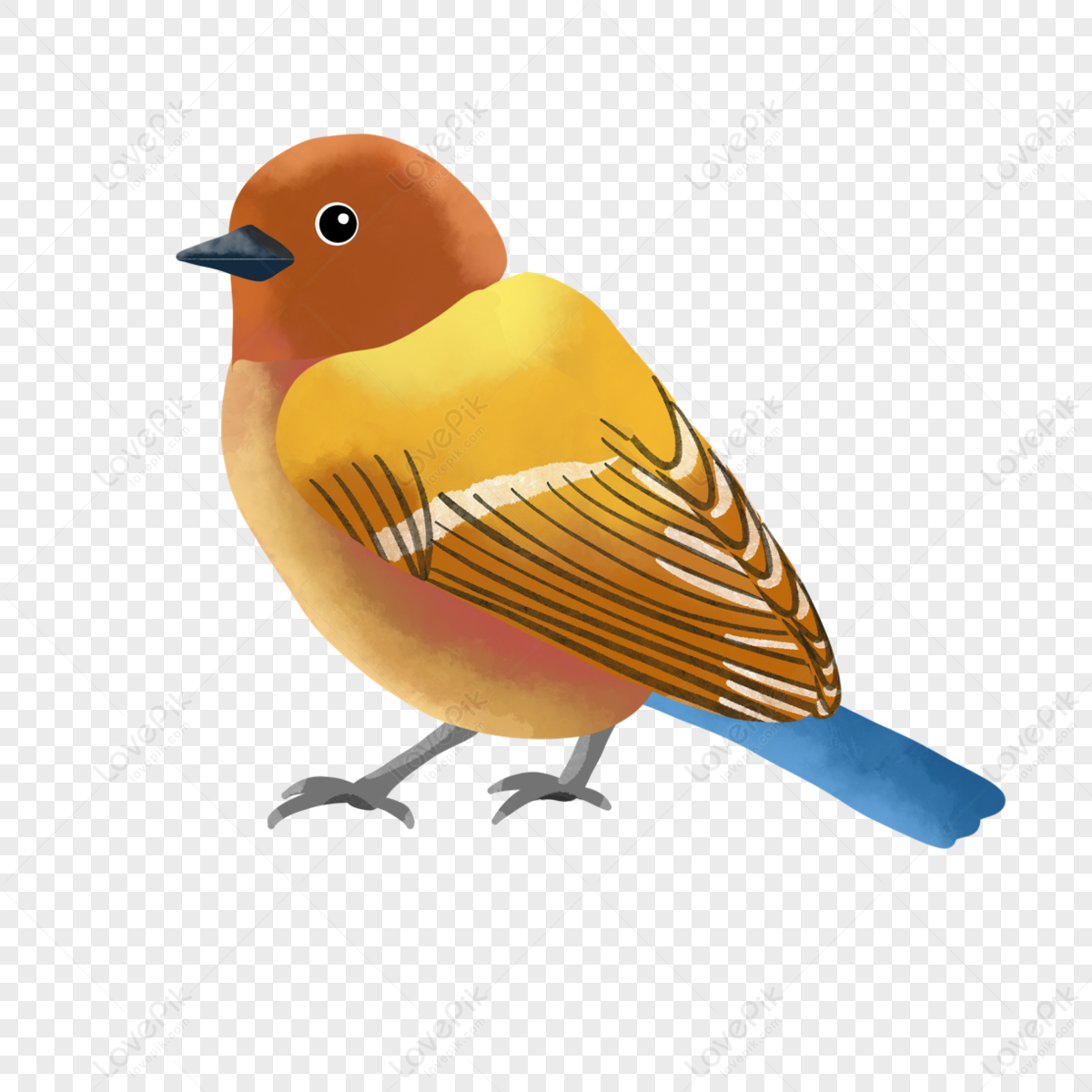 Colored watercolor bird animals,tail,birds,colorful birds png transparent image