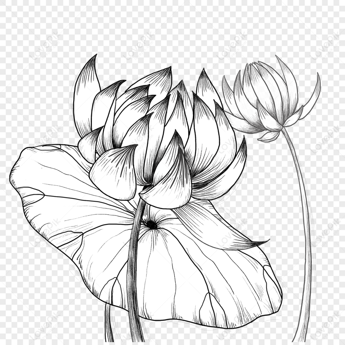 <b>Lotus</b> <b>blooming</b> <b>lotus</b> black white sketch,black and white,watercolor png imag...