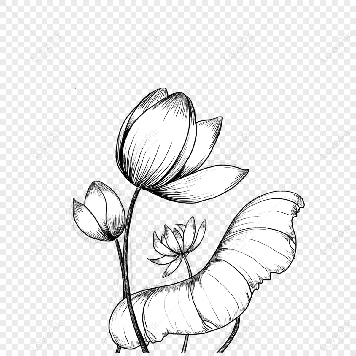 lotus-flower-flower-black-and-white-sketch-for-bloom-blooming-lotus