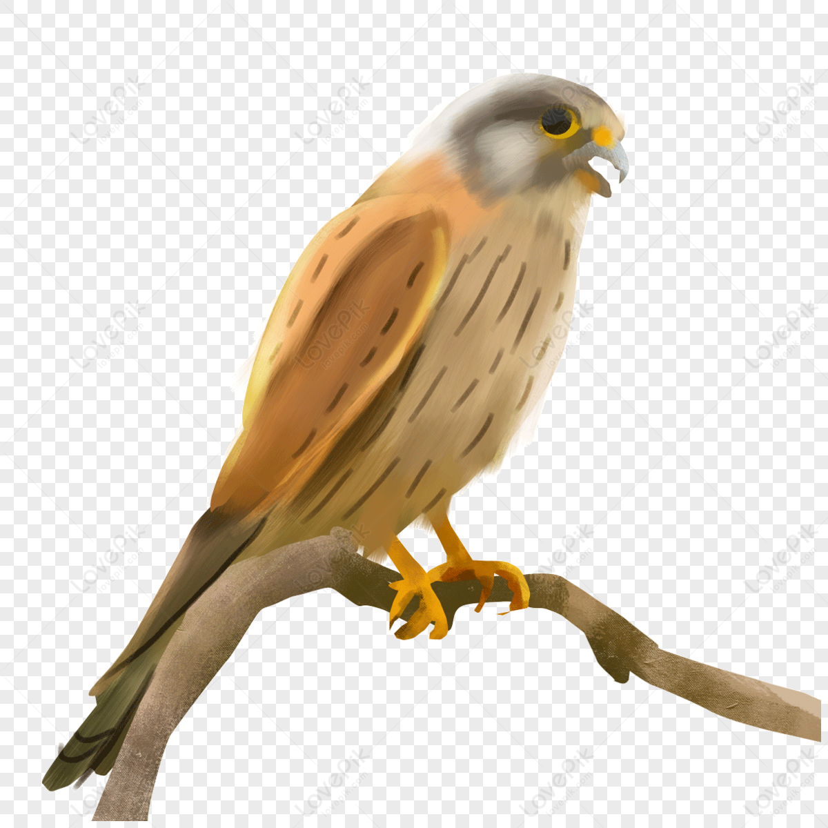 Open mouth boots watercolor bird animals,wood,wings png picture