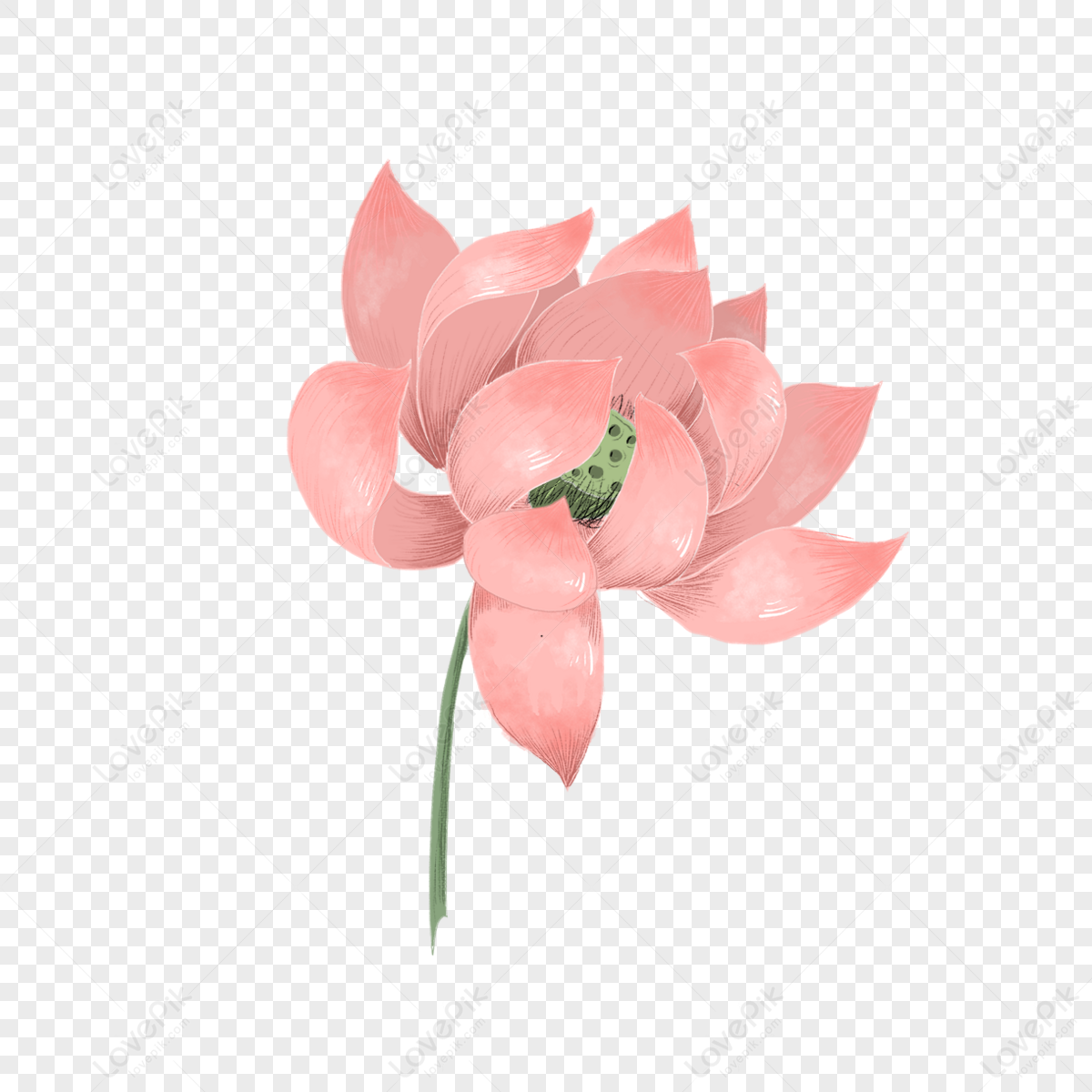 Pink beautiful <b>blooming</b> <b>lotus</b> single,sketch,colored <b>lotus</b> <b>bloom</b>,<b>lotus</b> flowe...