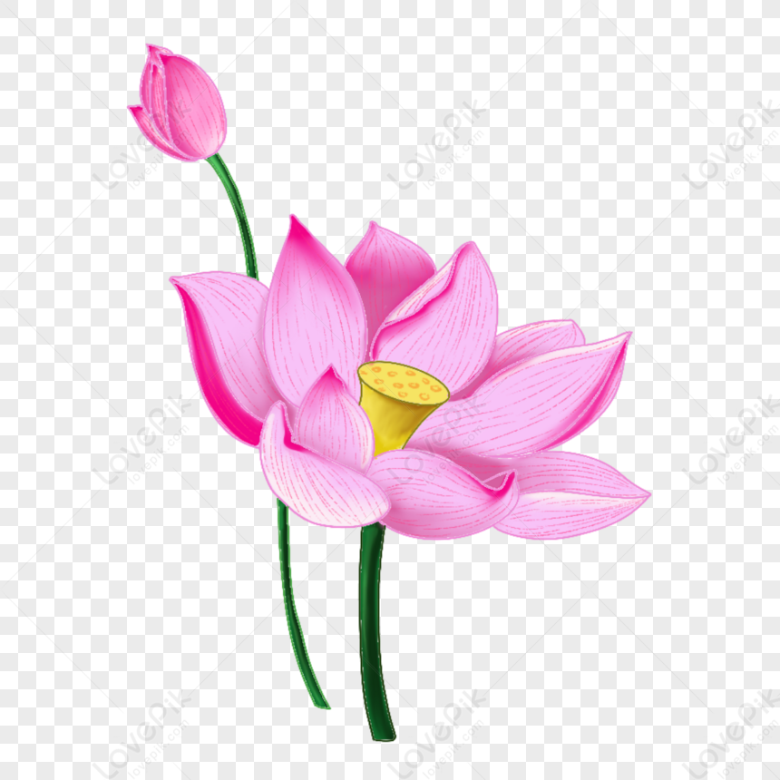 pink lotus flower clipart