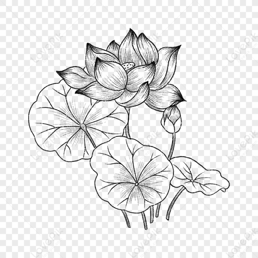 Lotus Leaf Colour Pencil Drawing On Stock Illustration 1472317175 |  Shutterstock