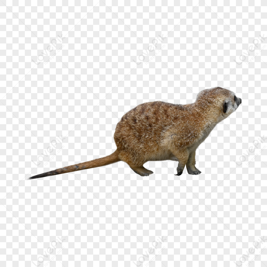 Small Alarm,wildlife,animal,small-scale PNG Picture And Clipart Image For  Free Download - Lovepik
