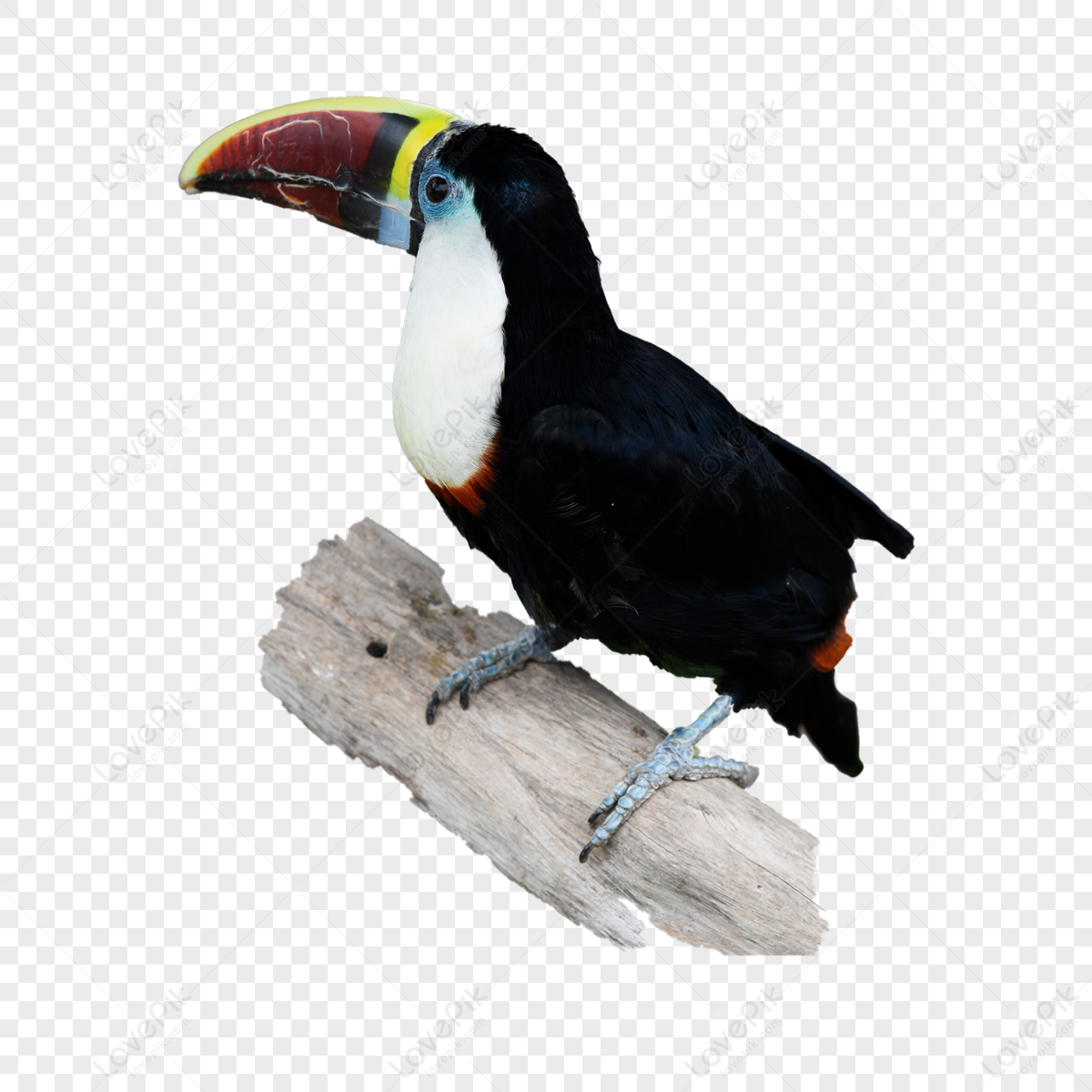 Zoo Outdoor Jungle Red Mouth Giant Mouth,flight,wings PNG Hd ...