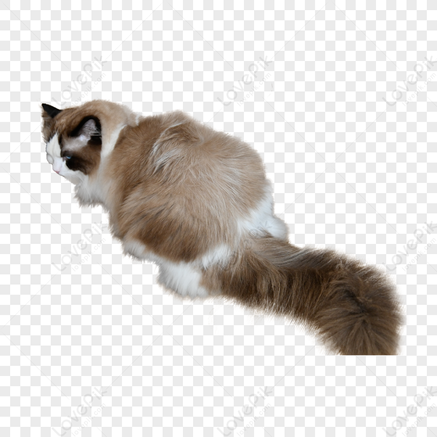 Animal Striped Tail Cat,anime,floor,cats PNG White Transparent And ...