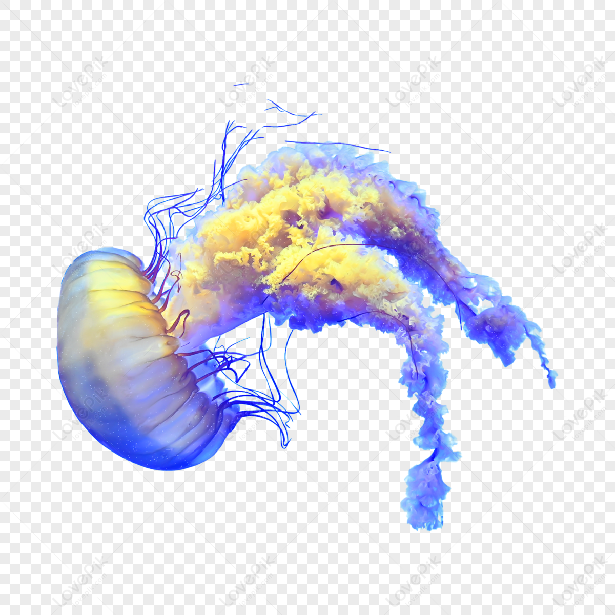 Aquarium Animal Jellyfish,anime,ocean,marine Life PNG Image Free ...