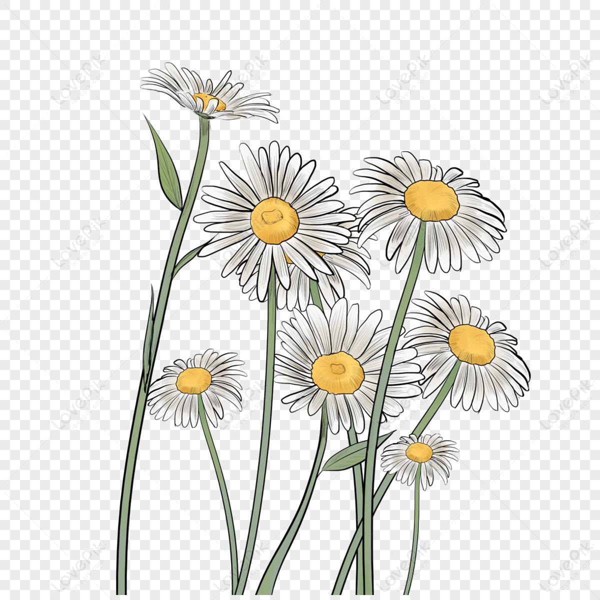 Daisy Line Drawing Images, HD Pictures For Free Vectors Download ...