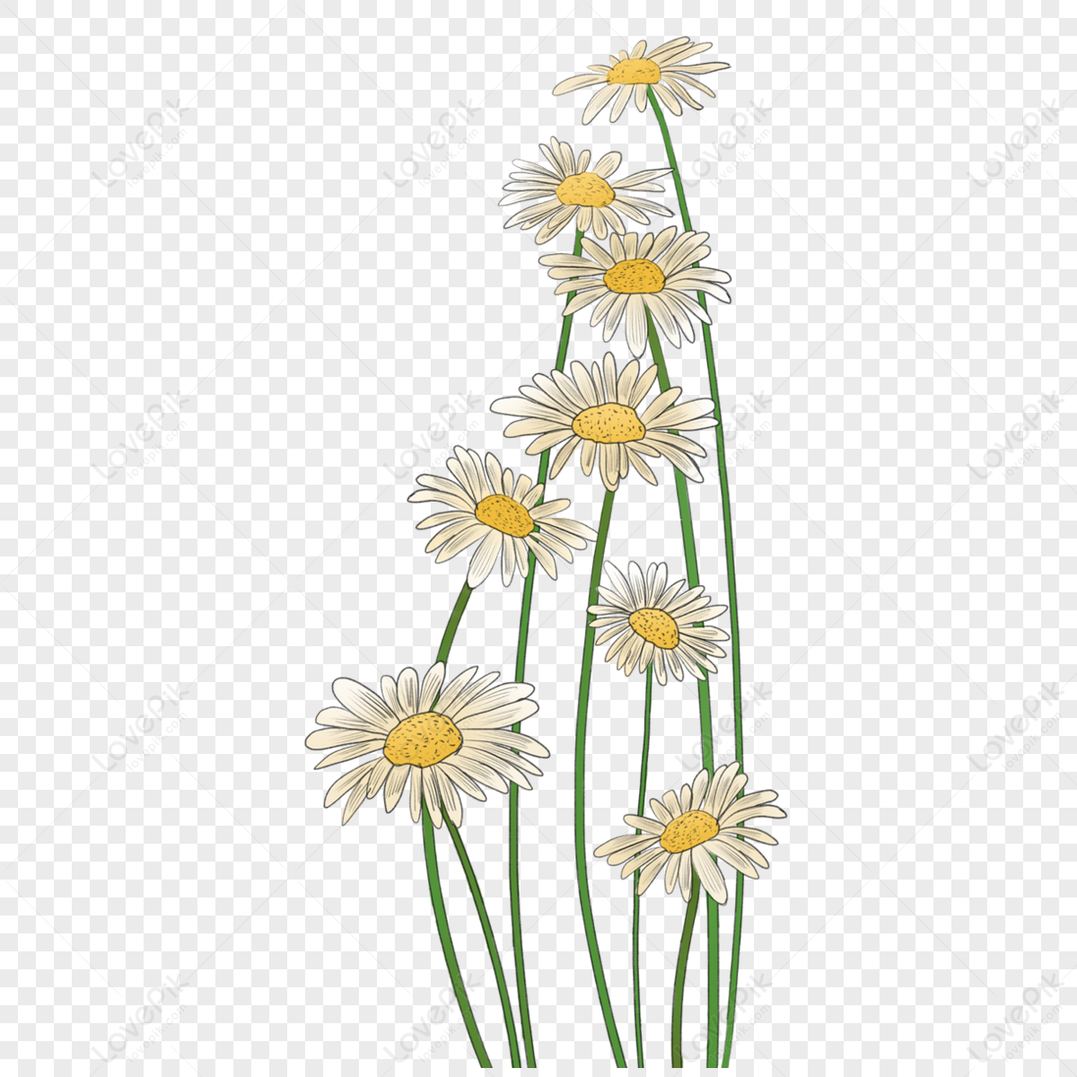 Daisy Sketch Png Images With Transparent Background 