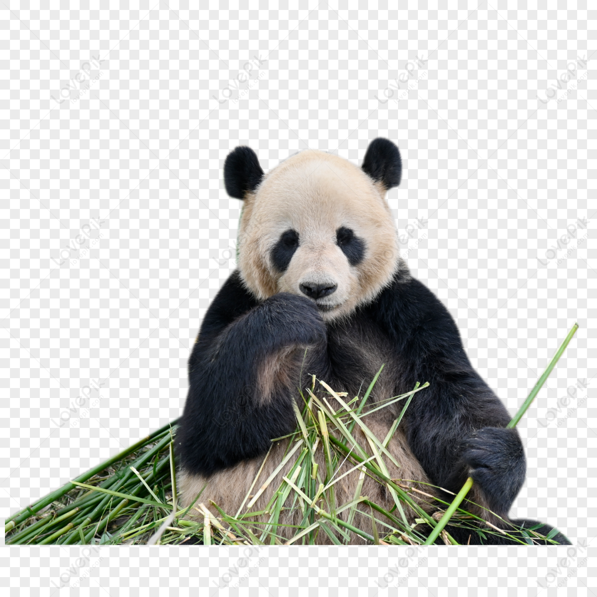 Protect Animal Panda,carnivores,adaptation,plant PNG Hd Transparent