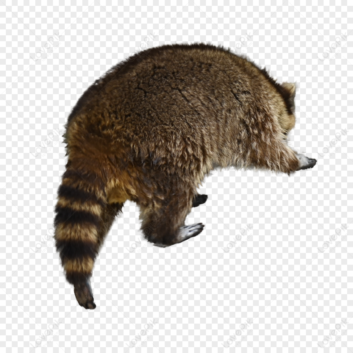 Raccoon Pleasant Animal Plush Clup,whisker,carnivore,cute png image