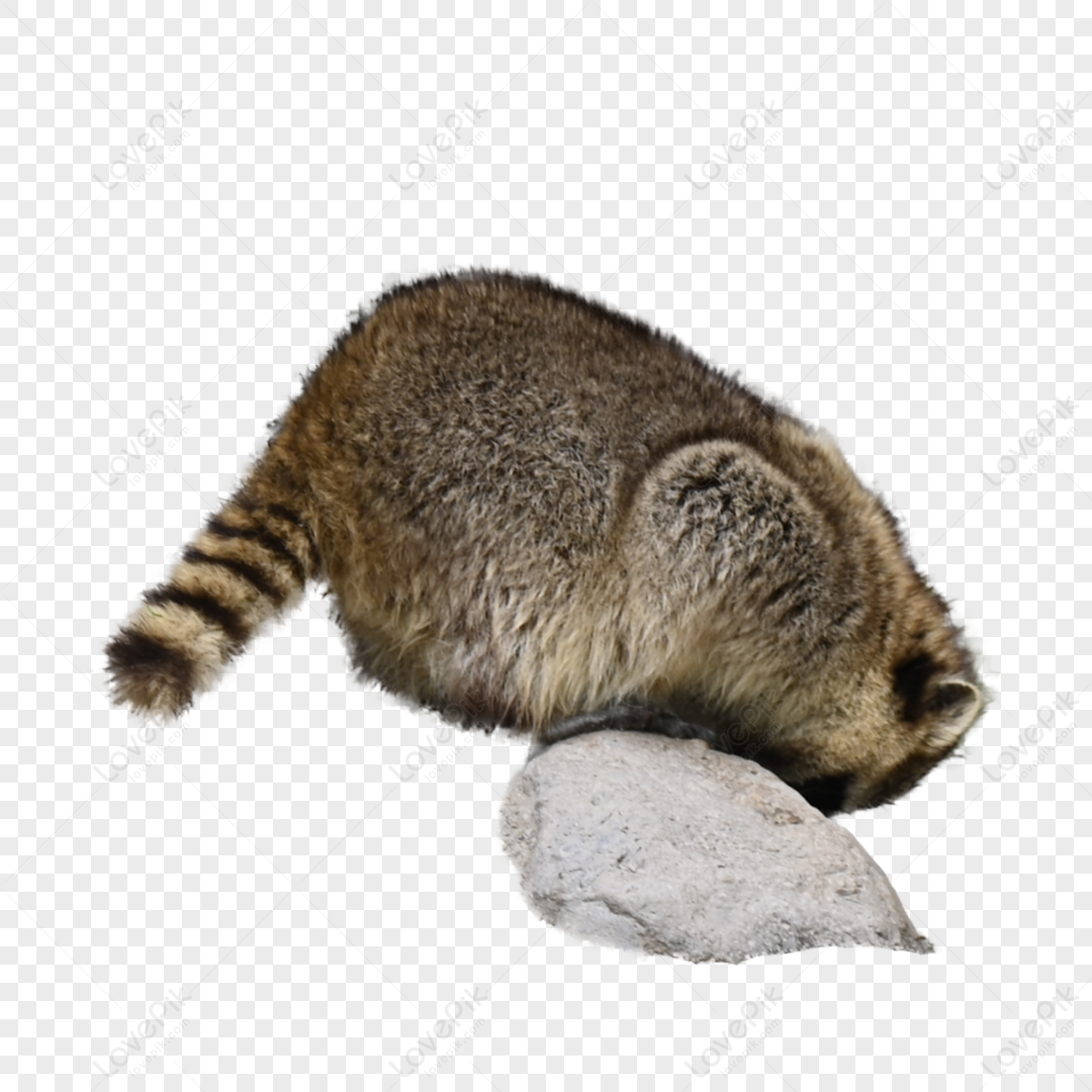 Raccoon Pleasant Animal Plush Par,anime,mammal,primates png image