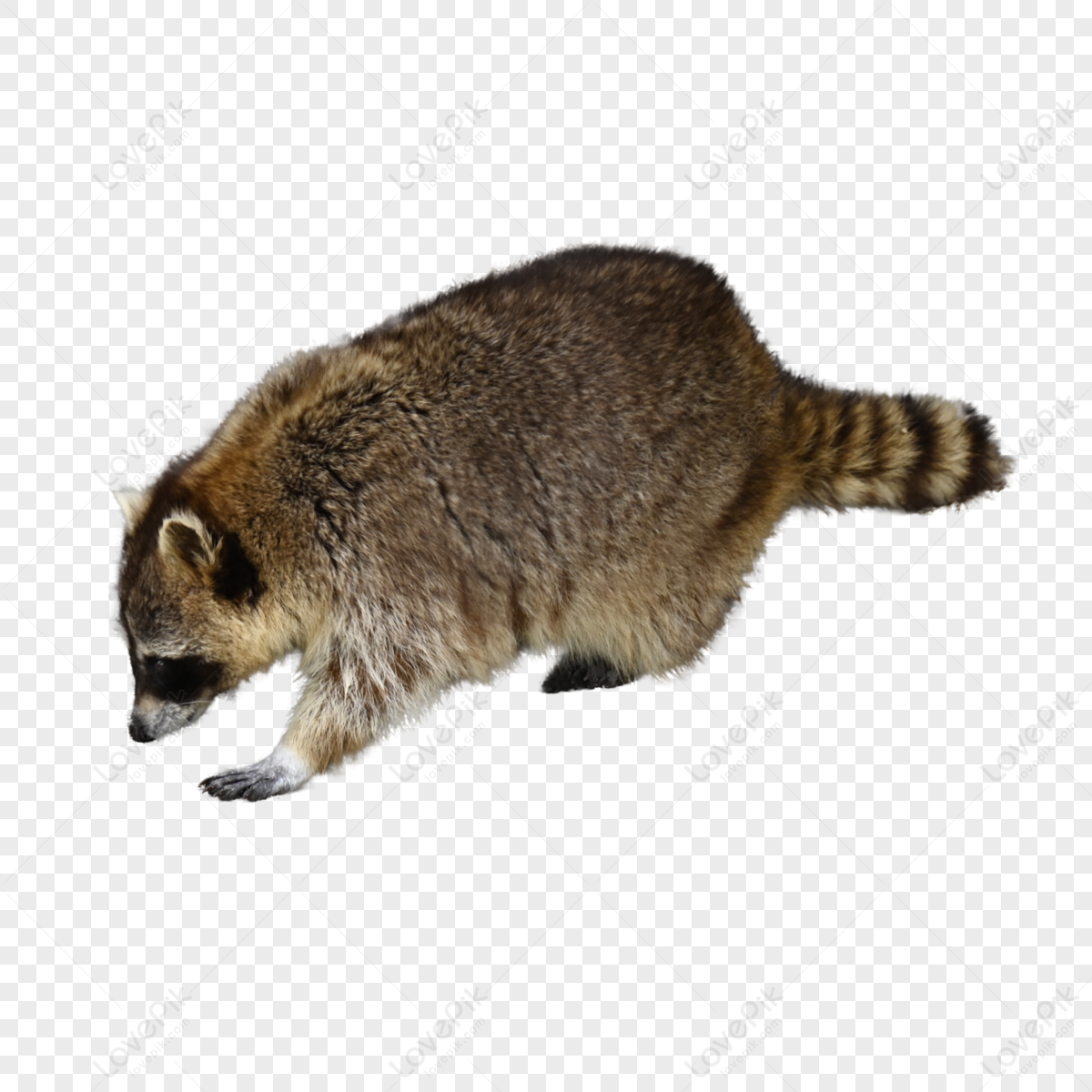 Raccoon Pleasant Class Cute Pet,anime,primates,mammal png image