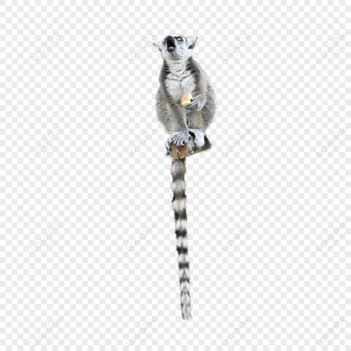 Ring-tailed Lemur Zoo Mammal,symmetry,beak,anime PNG Image And Clipart